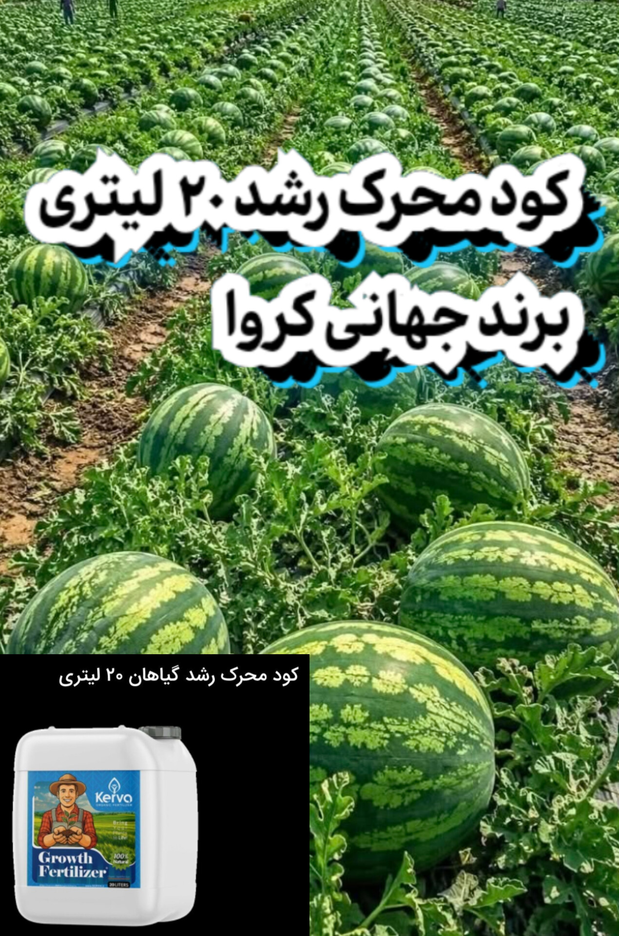 فروش اقساطی (کود محرک رشد ۲۰ لیتری کروا) تضمین افزایش سایز محصولات و بالا بردن تناژ ۲۵ درصدی محصولات مزارع و باغات