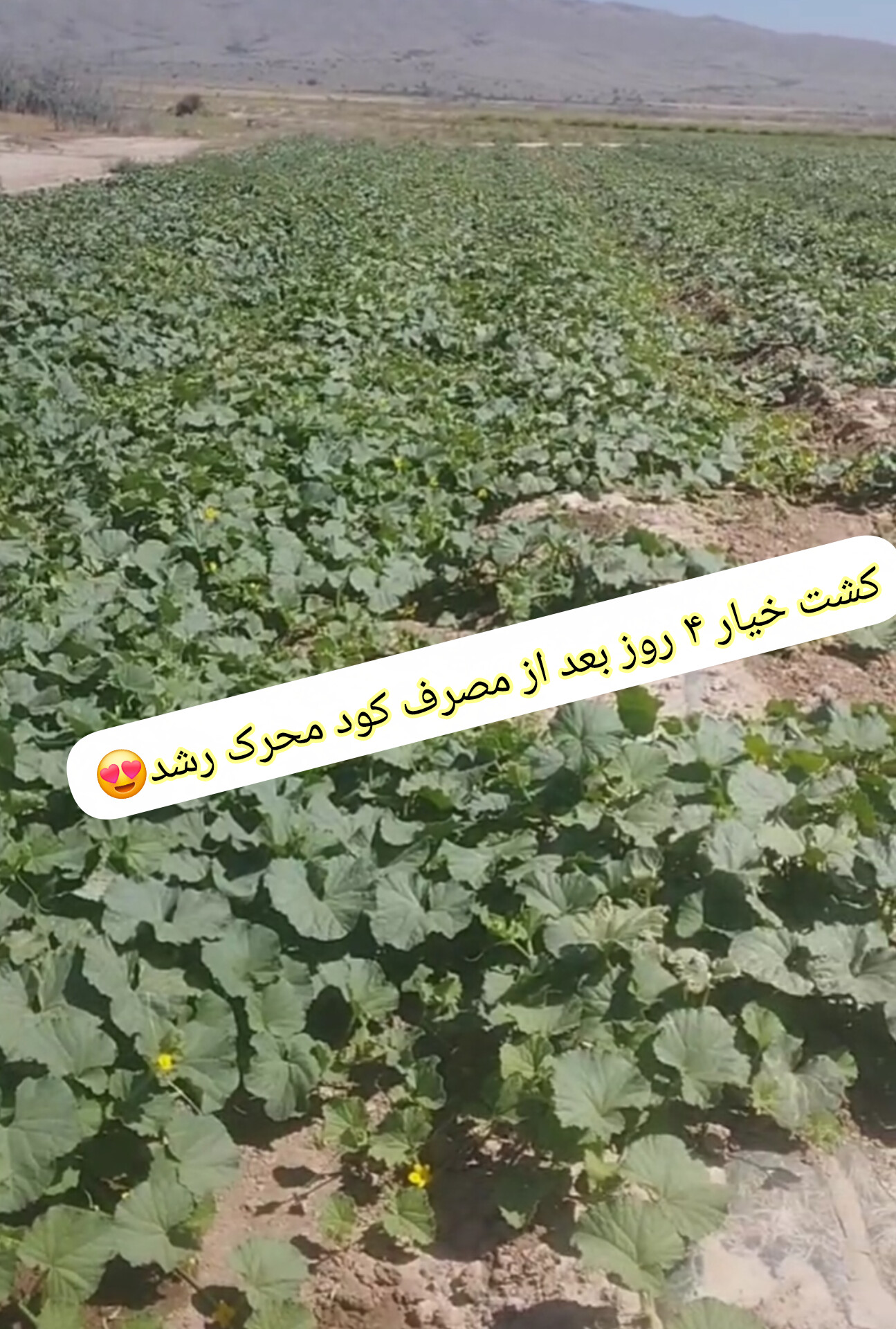 فروش اقساطی (کود محرک رشد ۲۰ لیتری کروا) تضمین ۲۵ درصدی افزایش سایز محصولات و بالا بردن تناژ ۲۵ درصدی محصولات مزارع و باغات