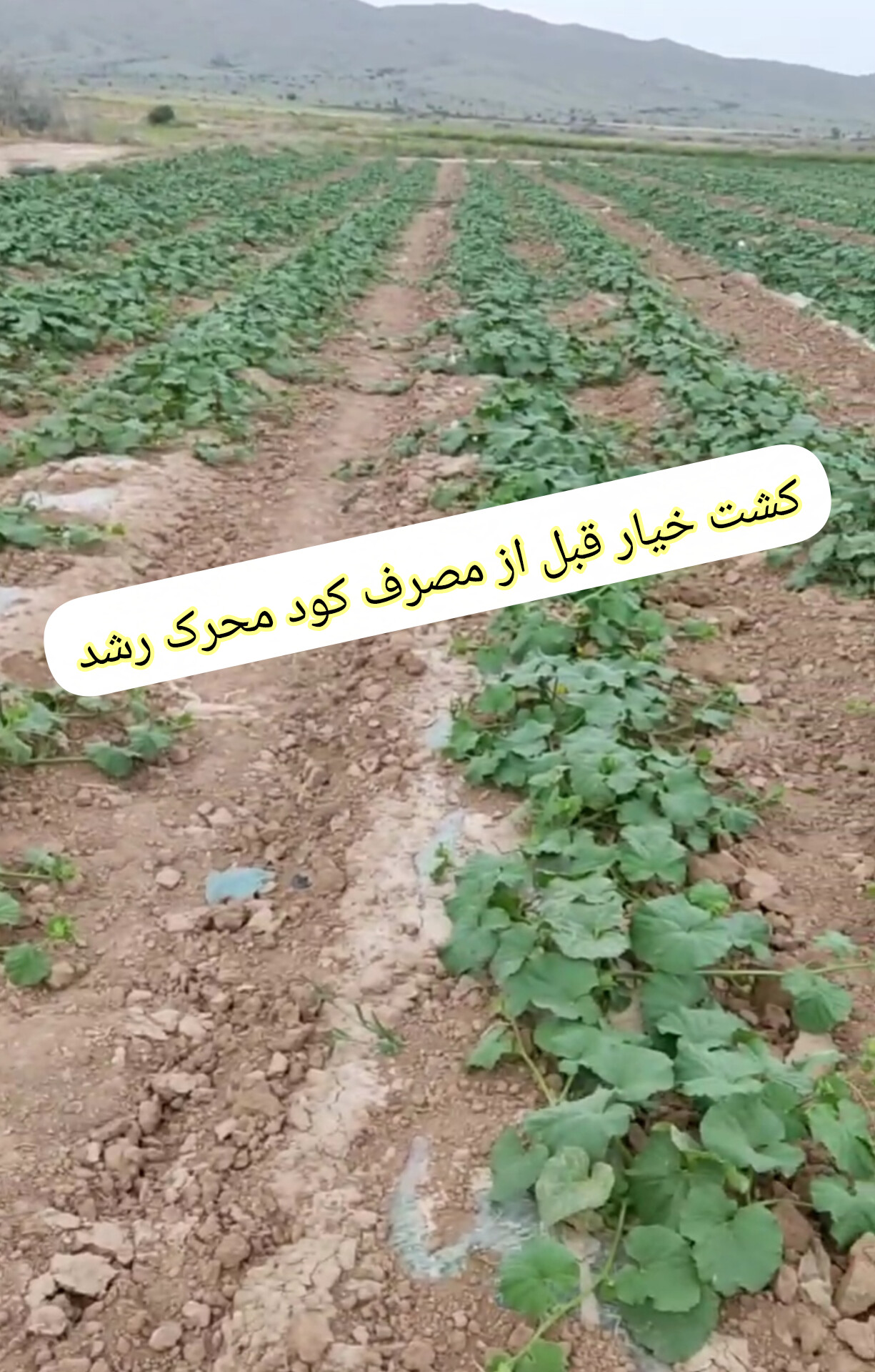 فروش اقساطی (کود محرک رشد ۲۰ لیتری کروا) تضمین ۲۵ درصدی افزایش سایز محصولات و بالا بردن تناژ ۲۵ درصدی محصولات مزارع و باغات